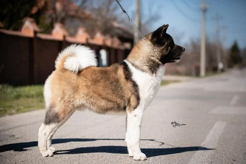Americka Akita