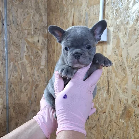 Sivi plavi francuski buldog