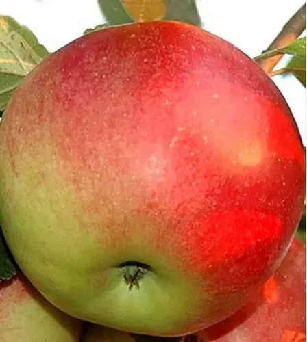 Rezervacije u toku za sadnju voćnih sadnica