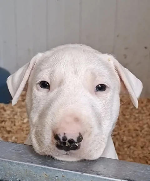 Standard Bul Terijer