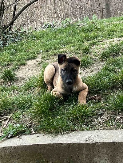 Belgijski Ovčar Malinoa