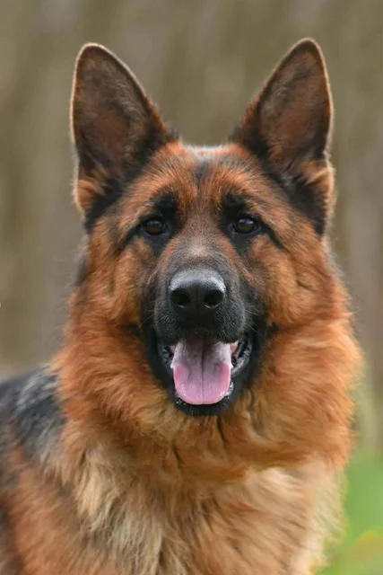 Nemački ovčar ženka