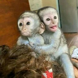 friendly baby capuchinmonkeys now ready for sale..,