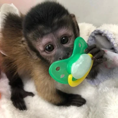 male and female capuchin monkeys for sale