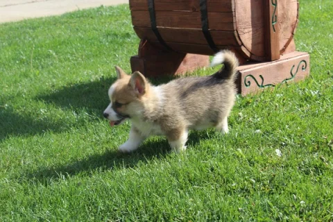 Velški korgi - Pembrok