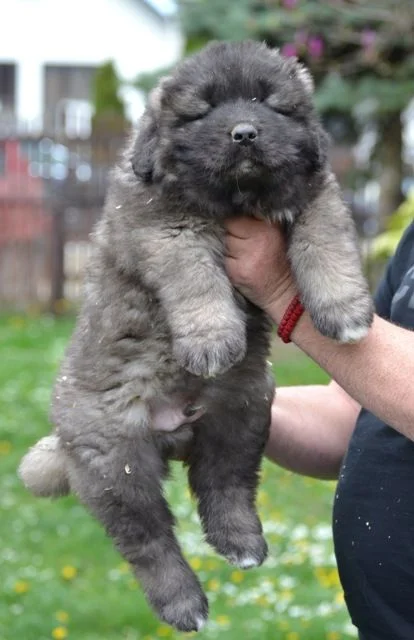 Kavkaski ovčar štenci