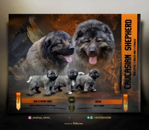 Kavkaski ovčar štenci