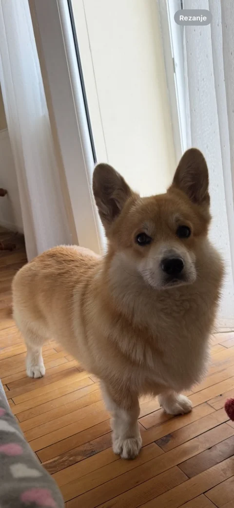 Korgi štenci na prodaju