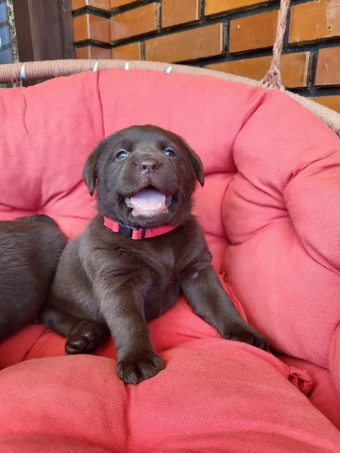 Braon Labrador štenci