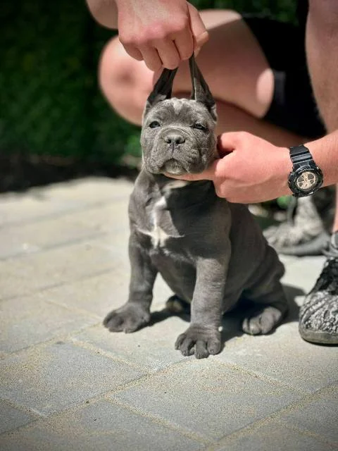 Cane Corso štenci