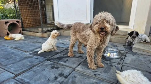 Lagotto Romagnolo štenci