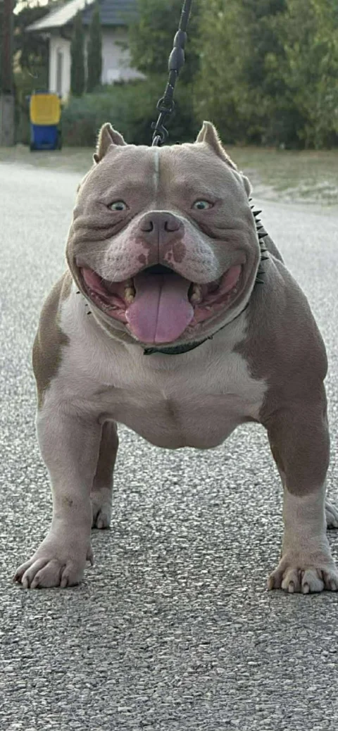 American bully pocket lilac štenci