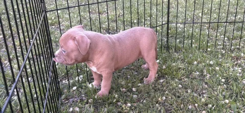 American bully pocket lilac štenci