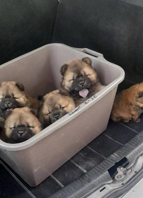 Chow Chow štenci