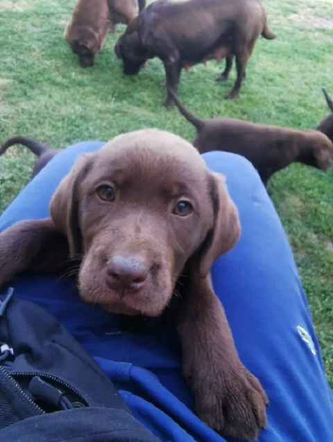 Čokoladni labrador