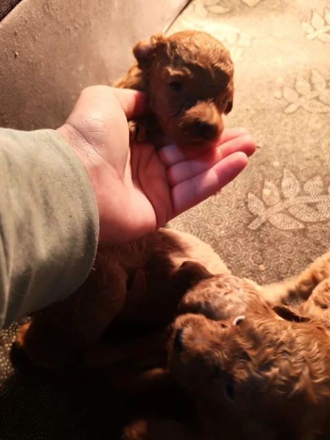 Crvena toy pudla, prelepi štenci