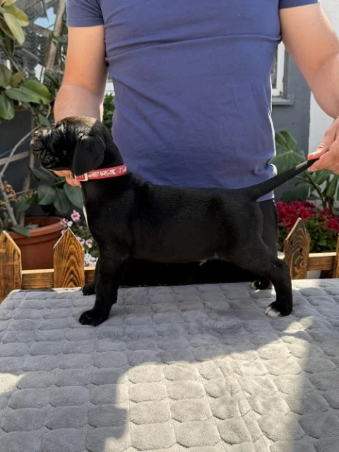Crni Cane Corso štenci - rezervacije u toku