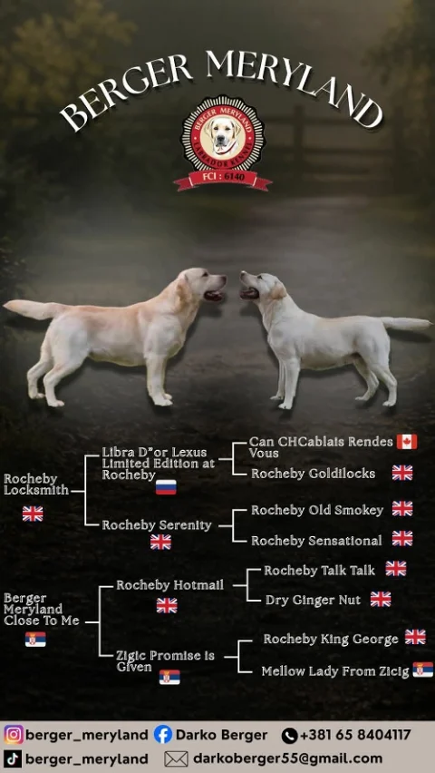 Stenci LABRADOR retrivera