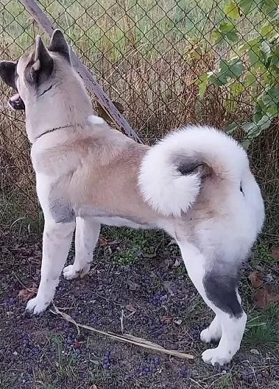 Američka akita, parenje