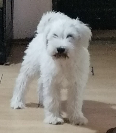 Patuljasti šnaucer