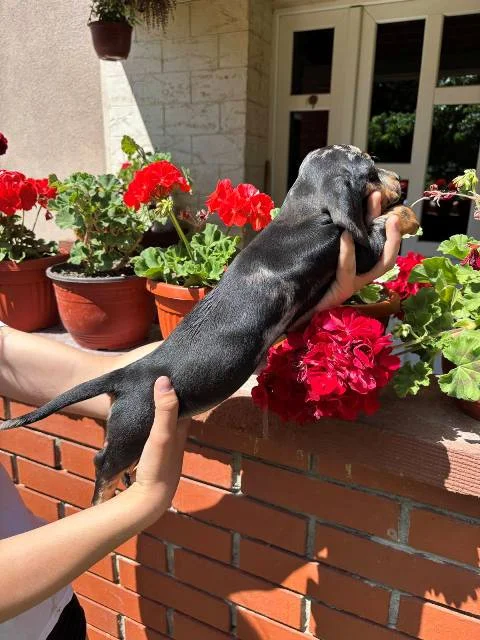 Merle jazavičar štenci