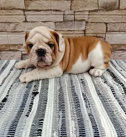 Engleski Buldog