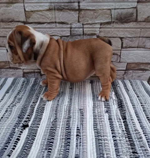 Engleski Buldog
