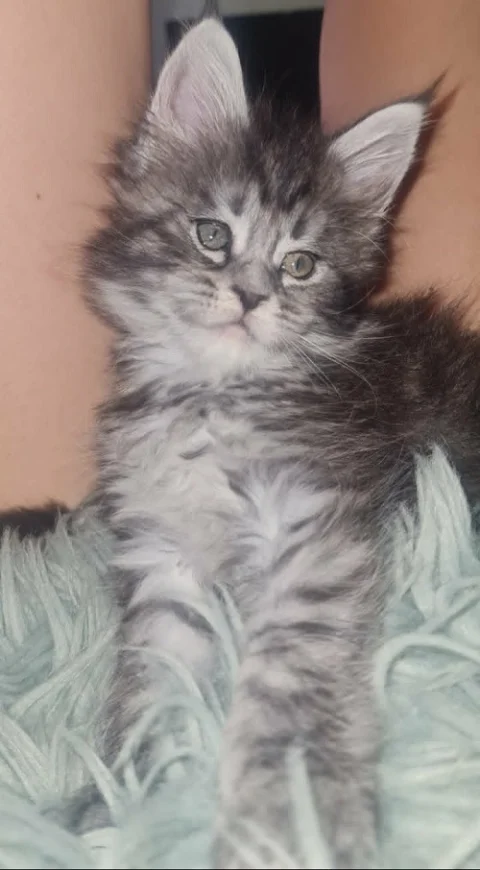 Maine Coon mačići