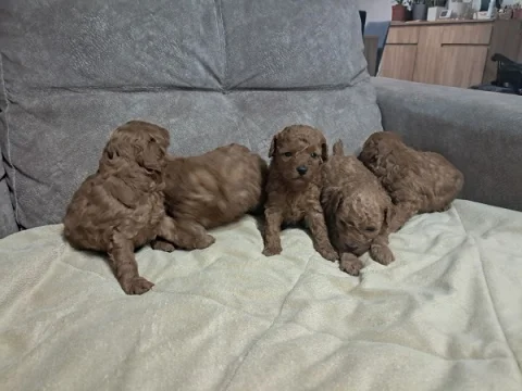 Crvena toj pudla ( Toy Poodle )
