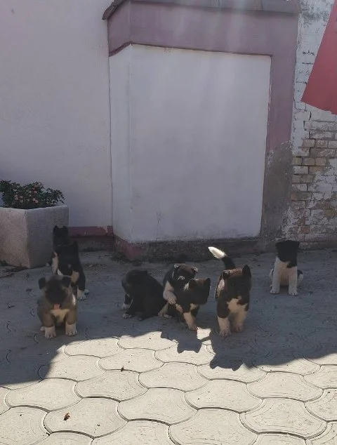 Američka Akita, štenci