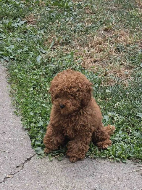 Štenci crvene toy pudle