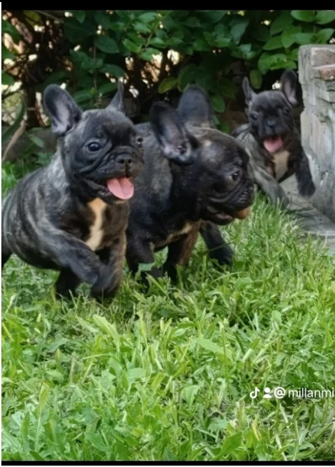 Francuski buldog