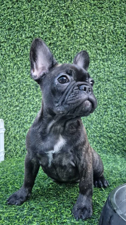 Francuski buldog