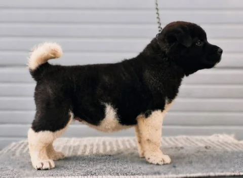 Američka Akita štenci