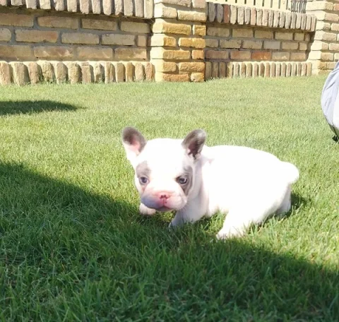 Francuski buldog