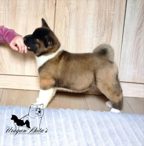 Američka akita, štenad
