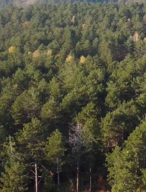 Plac: Lučić ograda - Divčibare