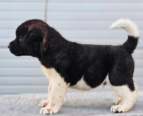 Američka Akita, vrhunsko leglo