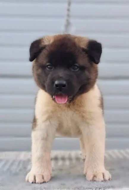 Američka Akita, vrhunsko leglo