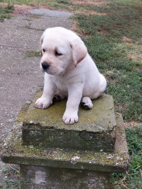 LABRADOR RETRIVER