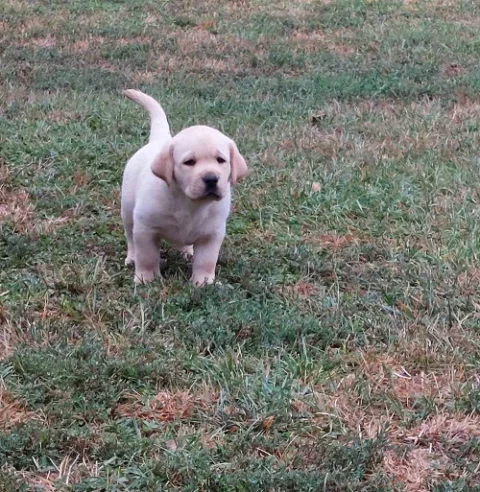 LABRADOR RETRIVER