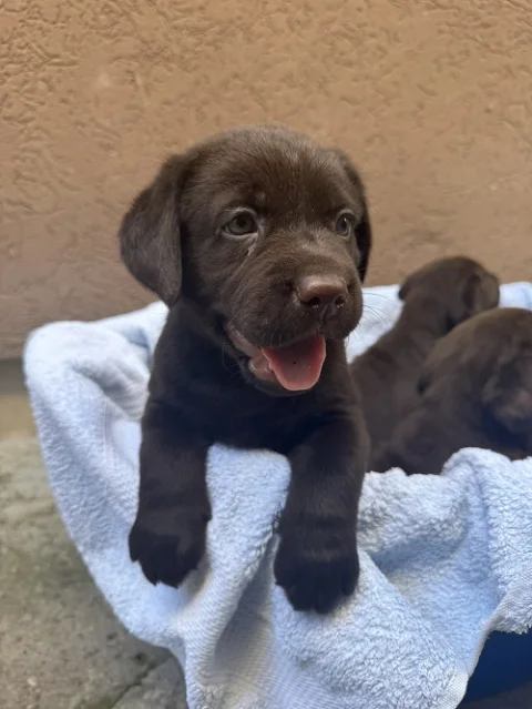 Cokoladni labrador