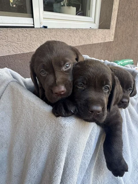 Cokoladni labrador