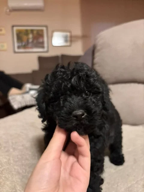 Pudla mini