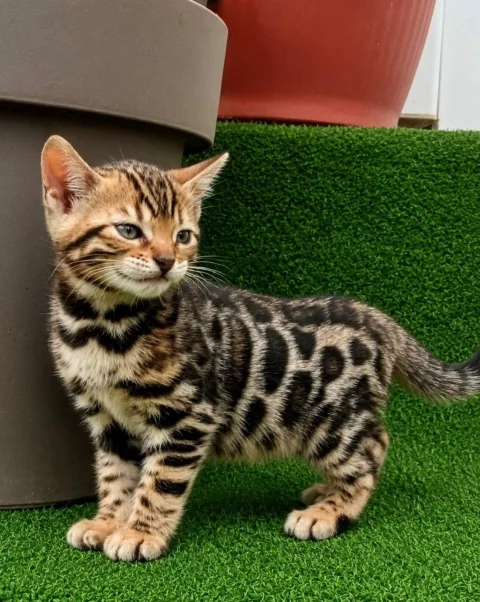 MMaestro_bengal macici