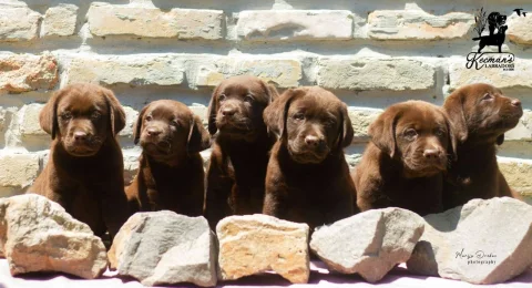 Čokoladni Labrador Retriver štenci