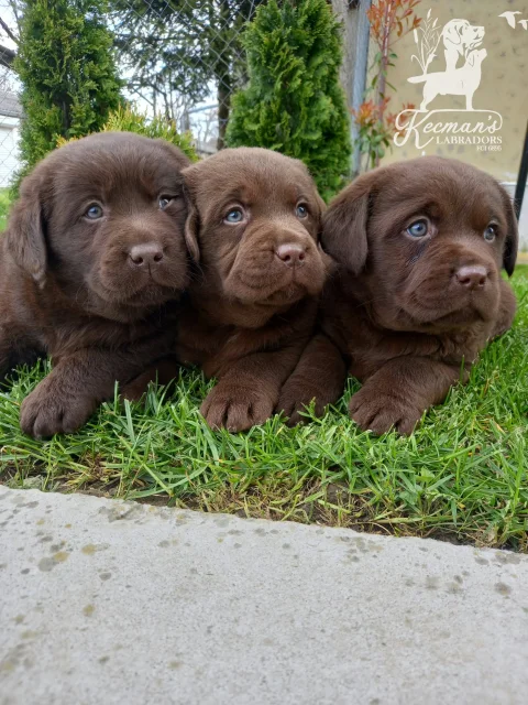 Čokoladni Labrador Retriver štenci