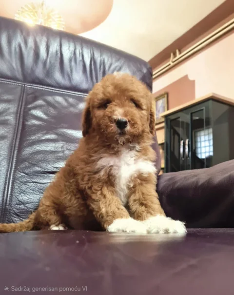 Labradoodle F1b preslatki štenci