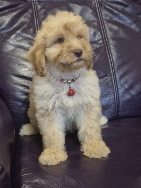 Labradoodle F1b preslatki štenci