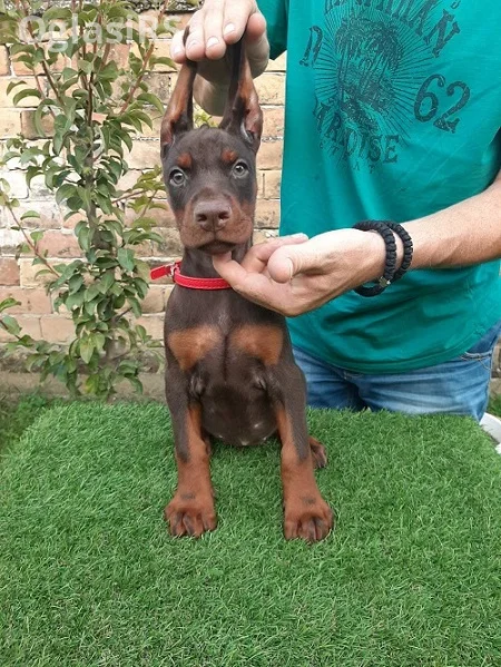 Doberman štenci